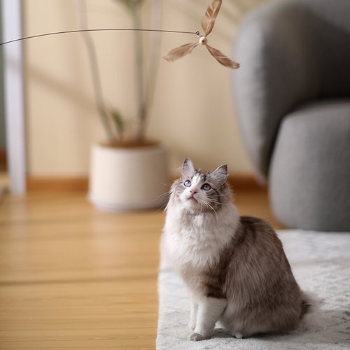 Cat Feather toy